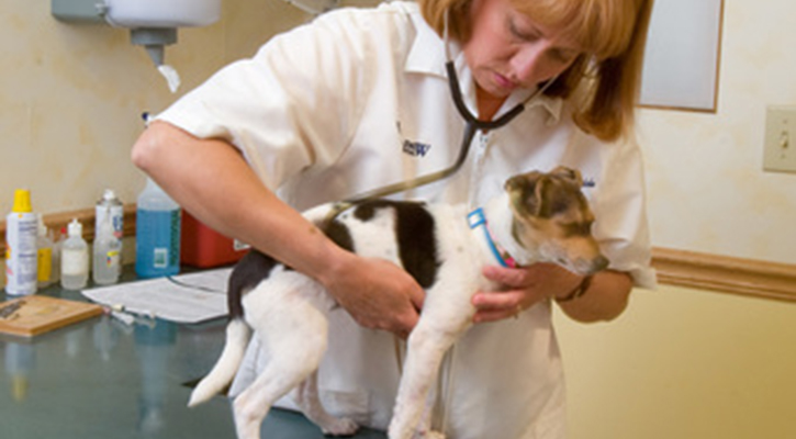 Annual Wellness Exams For Pets Wil O Paw Animal Hospital